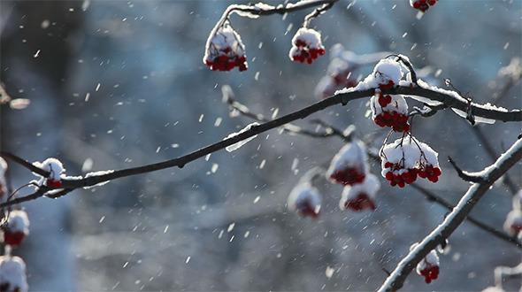 Snowy Ashberry