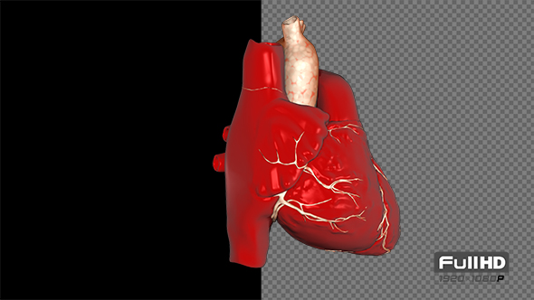 Heartbeat Rotate Looped