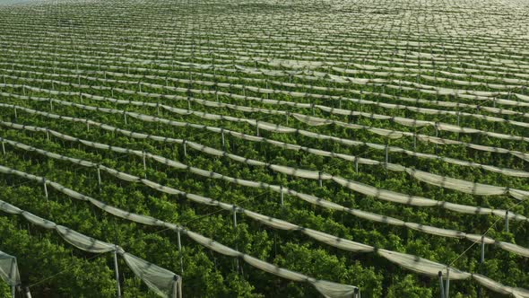 Motion Above Vineyard with Folded Protective Nets Aerial