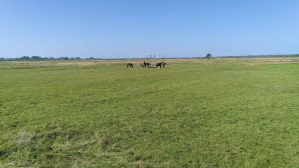 Aerial Footage Fly To Close Horses