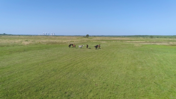 Arial Footage Fly To Horses in Field