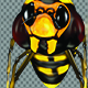 Bee - VideoHive Item for Sale