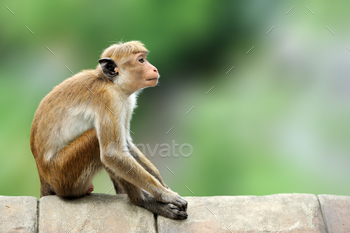  Macaque in nature habitat, Sri Lanka. Detail of monkey, Wildlife scene from Asia. Beautiful colour forest background