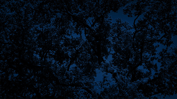 Dense Tree Branches At Night