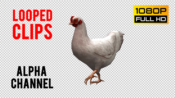 Chicken Looped 4