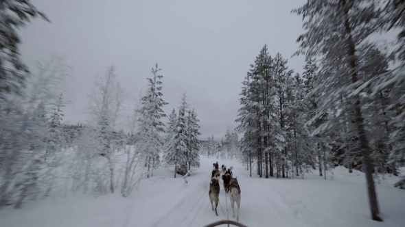 Dogsled Running in Winter Pine Wood