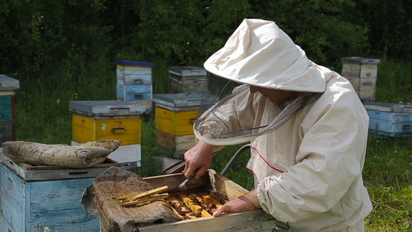  Beekeeper in White Suit Works with a Bee Colony