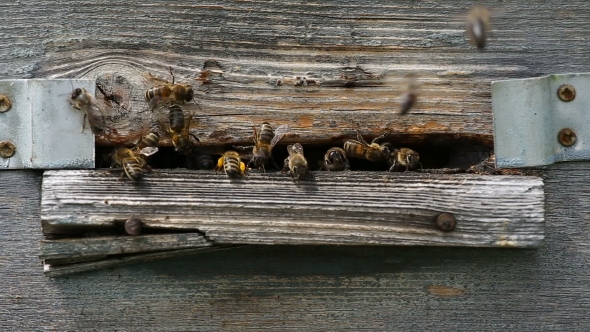 Bees Fly Out of the Hive To Collect Honey