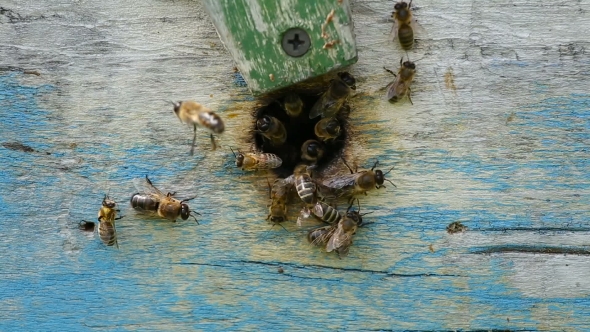Bees Fly Out of the Hive To Collect Honey
