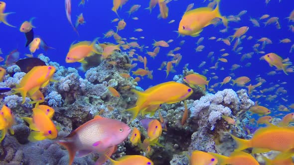 Underwater Close Up Happy Tropical Fishes