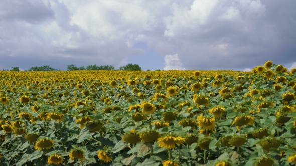 Big Moving Sunflowers Field Moves on the Wind