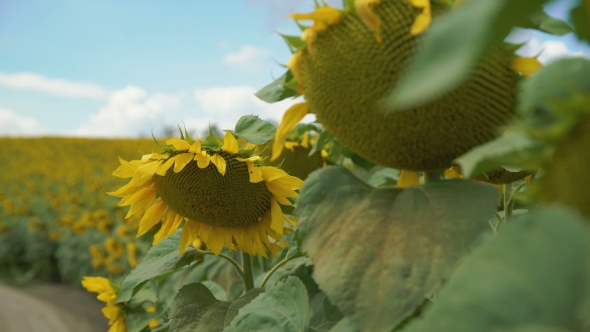 Beautiful Sunflowers in the Wind