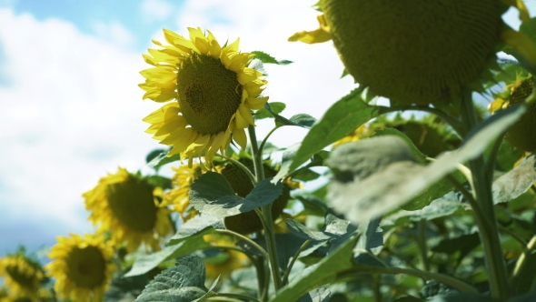 Big Moving Sunflowers Field Moves on the Wind