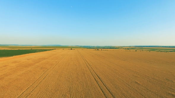 Aerial View of Modern Combine Harvester Gathers the Wheat Crop 