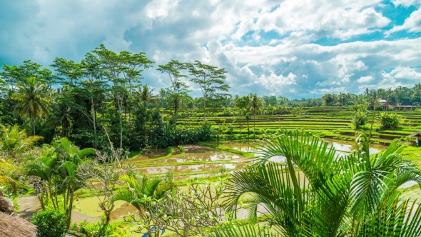 of Running Clouds Over Green Rice Fields in Ubud on the Island of Bali in Indonesia.