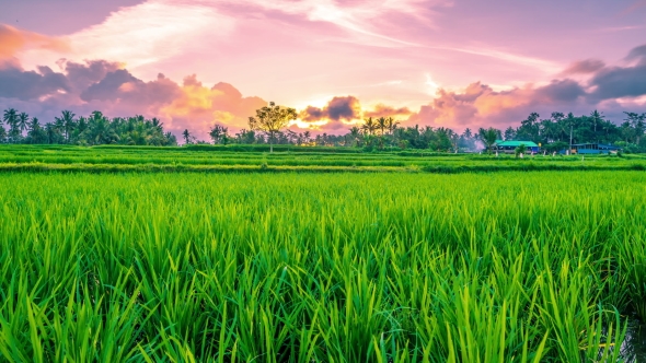 Beautiful Sunset  Over Green Rice Terraces with Running Clouds in Ubud on the Island of Bali i