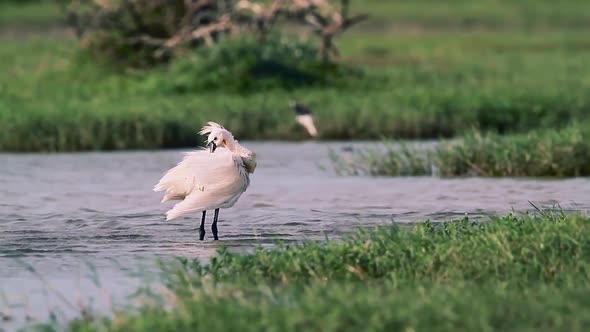 Eurasian spoonbill in Bundala national park, Sri Lanka