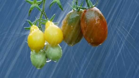 Ripe Natural Tomatoes at The Rain