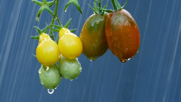 Ripe Natural Tomatoes at The Rain