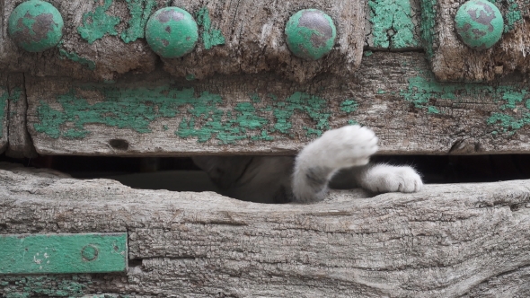 Small Kitty Leg Through Old Wooden Door Hole