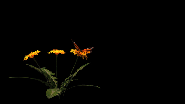 Butterfly And Dandelions alt