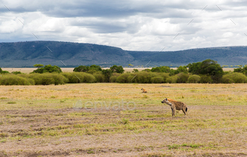 enas in maasai mara national reserve savannah at africa