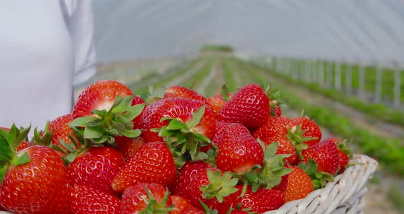 Close Up of Strawberries Inside Basket That Holding Female