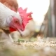 Chicken That Eats Wheat - VideoHive Item for Sale