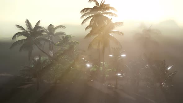 Coco Palm Trees Tropical Landscape alt