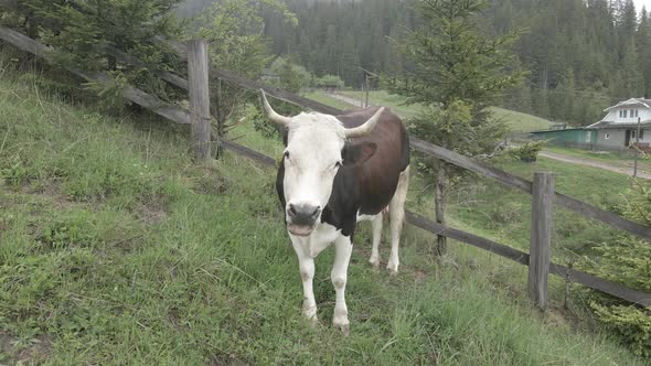 Ukraine, Carpathians: Cow in the Mountains. Aerial, Gray, Flat