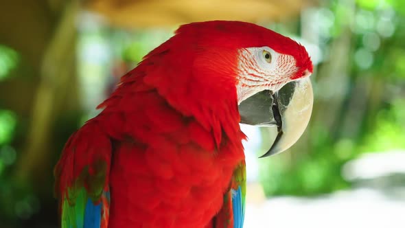 Colorful Portrait of Amazon Red Macaw Parrot Against Jungle