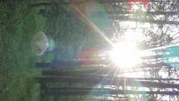 Vertical Video of a Forest with Pine Trees