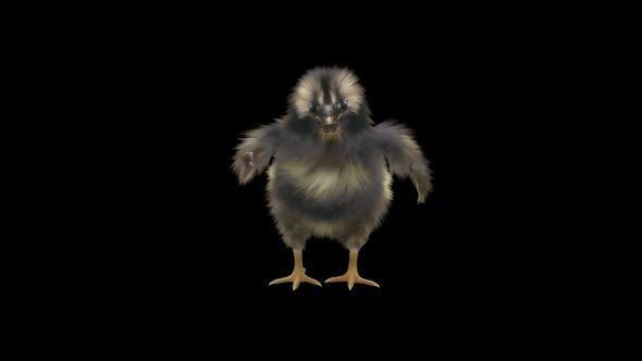 17 Baby Chicks Dancing 4K