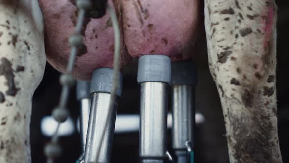 Closeup Cow Milking Automat Getting Fresh Organic Product in Mechanical Cowshed