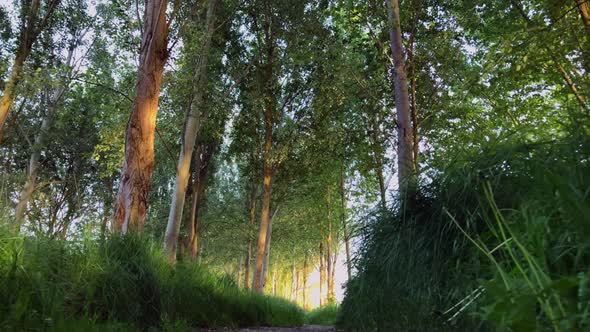 Beautiful views of the forest at sunset by the river