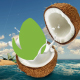 Logo Reveal Nature Coconut - VideoHive Item for Sale