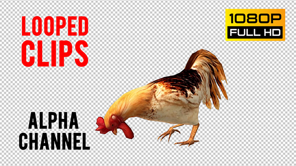 Rooster Looped 2 alt