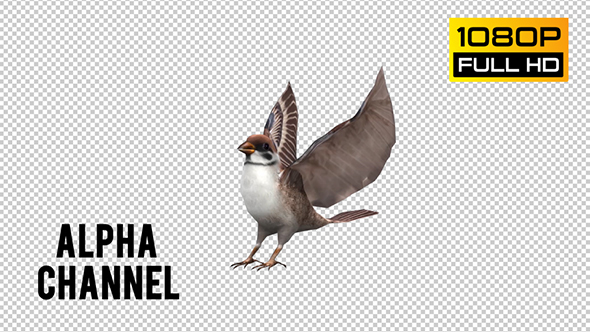 Sparrow Looped 4 alt