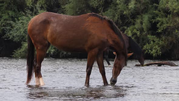 Full fixed shot of wild horses eating in a flowing river with mesquite trees behind them