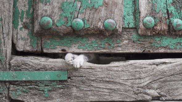 Small Kitty Leg Through Old Wooden Door Hole