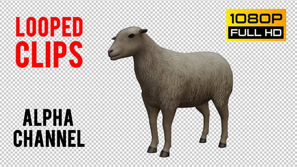 Sheep Looped