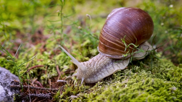 Helix Pomatia Also Roman Snail, Burgundy Snail