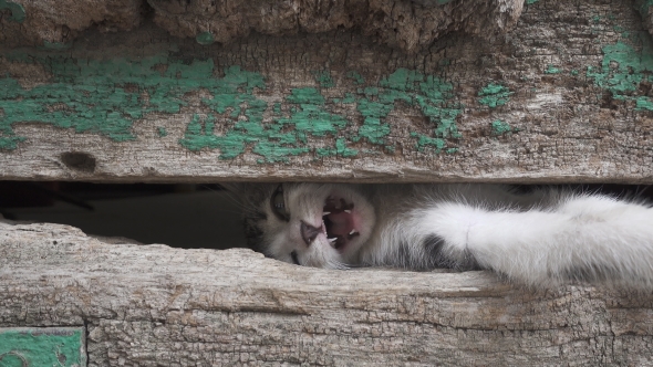 Small Kitty Leg Through Old Wooden Door Hole