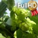 Green Hops With Cones on the Sky Background - VideoHive Item for Sale