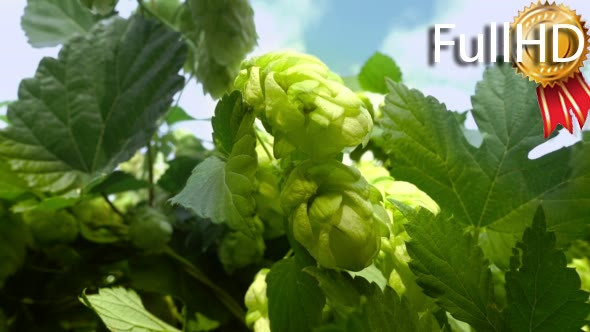 Green Hops With Cones on the Sky Background