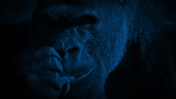Gorilla Eating In The Dark