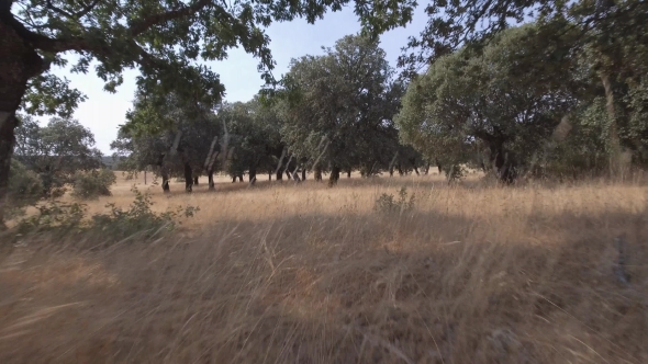 Sliding Backward Between Holm Oak Tree