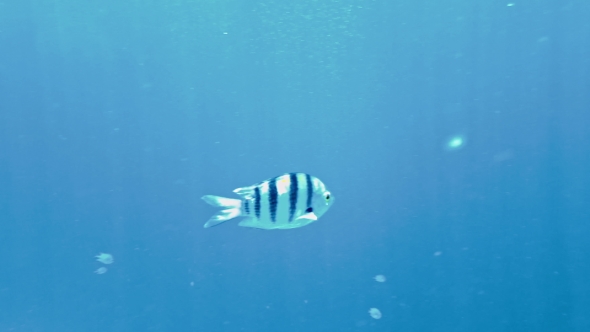 Tropical Fish and Colorful Coral Reef Underwater