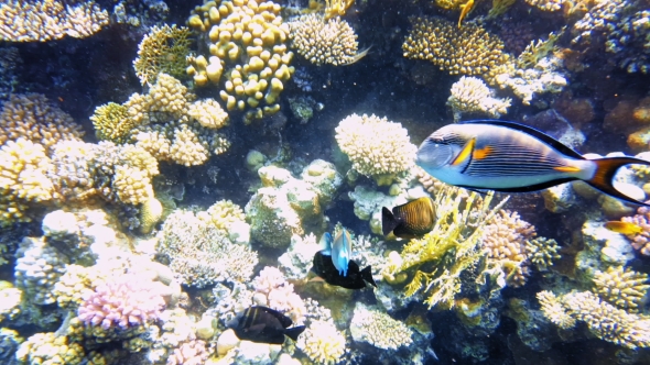 Tropical Fish and Colorful Coral Reef Underwater