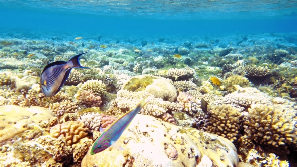 Tropical Fish and Colorful Coral Reef Underwater